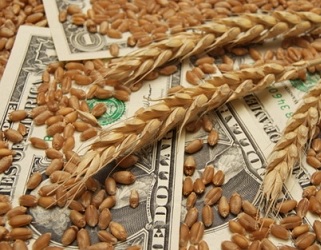 У серпні світові ціни на зерно зросли на 10%